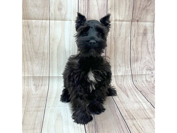 Miniature Schnauzer DOG Male Black 9130 Petland Athens, OH