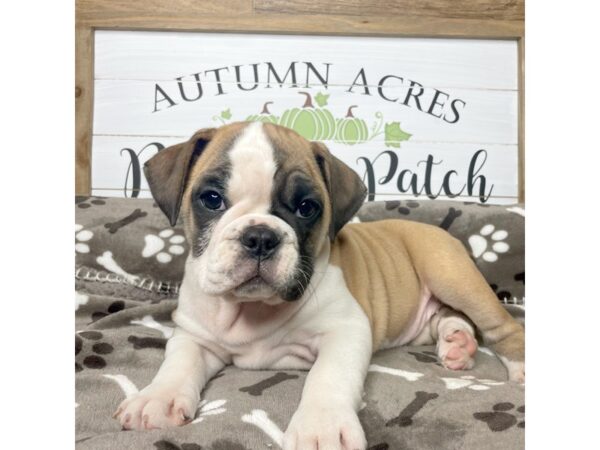 Mini Bulldog DOG Female White & brown 9098 Petland Athens, OH