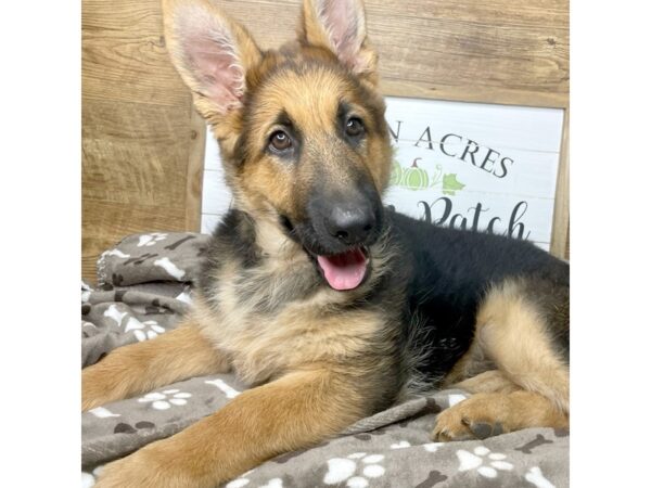 German Shepherd DOG Male Black and tan 9097 Petland Athens, OH