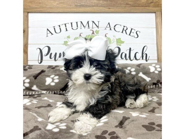 Havanese DOG Female Tri-Colored 9095 Petland Athens, OH