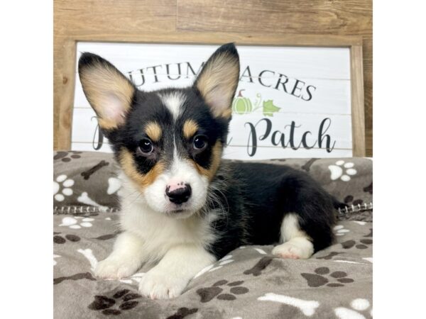 Pembroke Welsh Corgi-DOG-Male-Tri-Colored-9094-Petland Athens, OH