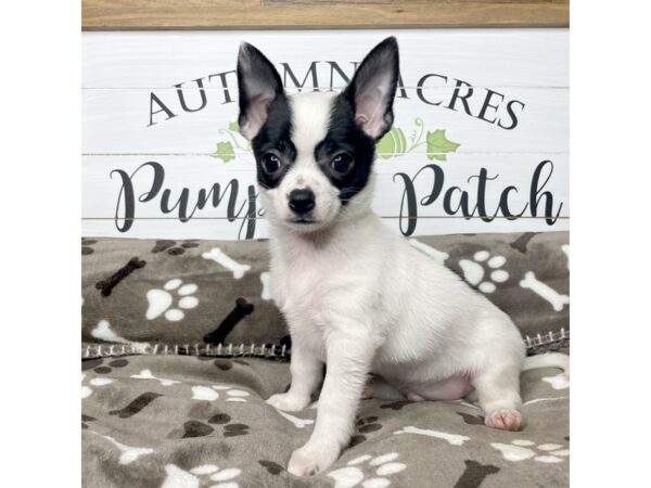 Chihuahua DOG Male Black 9093 Petland Athens, OH