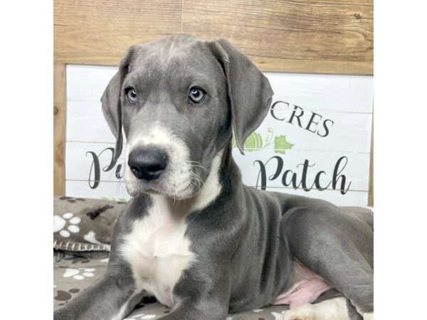 Great Dane DOG Male Blue 9092 Petland Athens, OH