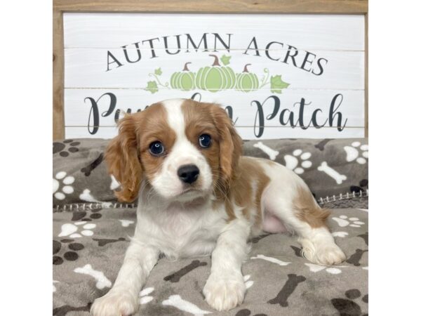 Cavalier King Charles Spaniel-DOG--Blenheim-9090-Petland Athens, OH