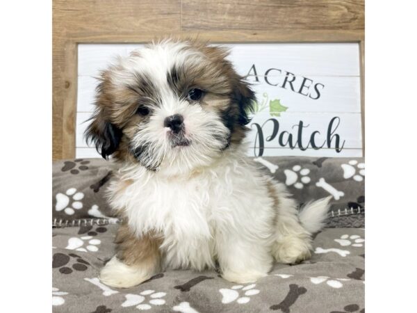 Shih Tzu-DOG--Brown/White-9089-Petland Athens, OH