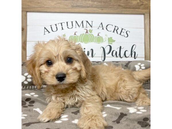 Cavachon DOG 9088 Petland Athens, OH