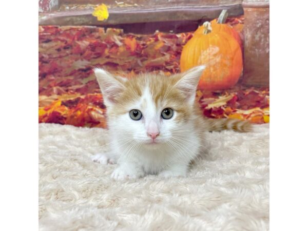 American Shorthair CAT Male Orange tabby 9087 Petland Athens, OH