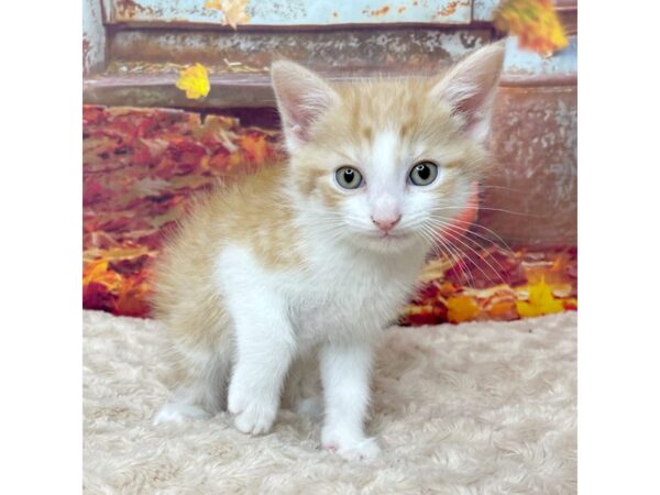 American Shorthair CAT Male Orange tabby 9086 Petland Athens, OH