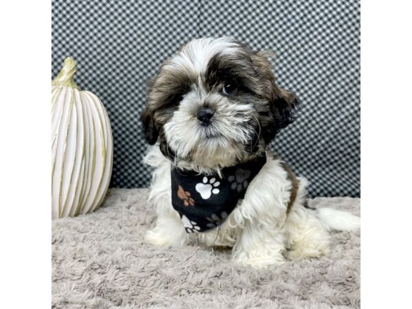 Shih Tzu DOG Male Brindle / White 9103 Petland Athens, OH