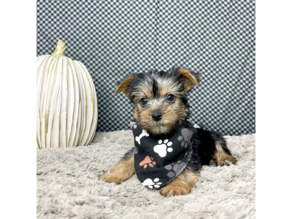 Yorkshire Terrier-DOG-Male-Black / Tan-8675312-Petland Athens, OH