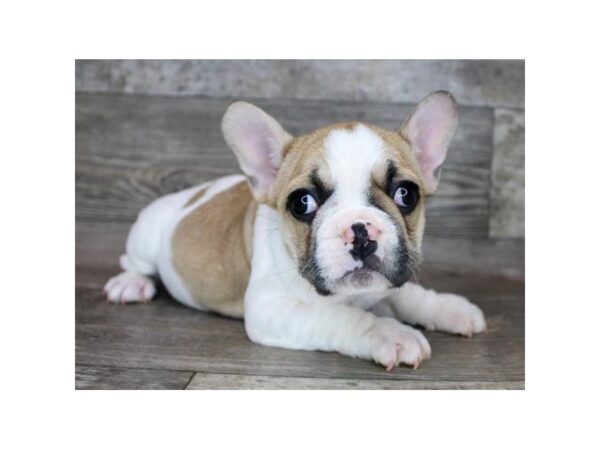 French Bulldog-DOG-Female-Fawn-9114-Petland Athens, OH