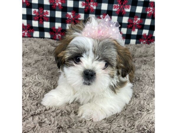 Shih Tzu DOG Female Gold / White 9117 Petland Athens, OH