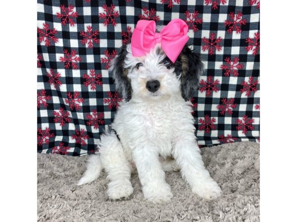 Bernedoodle Mini 2nd Gen DOG Female Black White / Tan 8675310 Petland Athens, OH