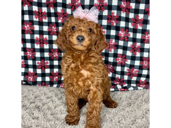 Irishdoodle Mini DOG Female Red 8675311 Petland Athens, OH