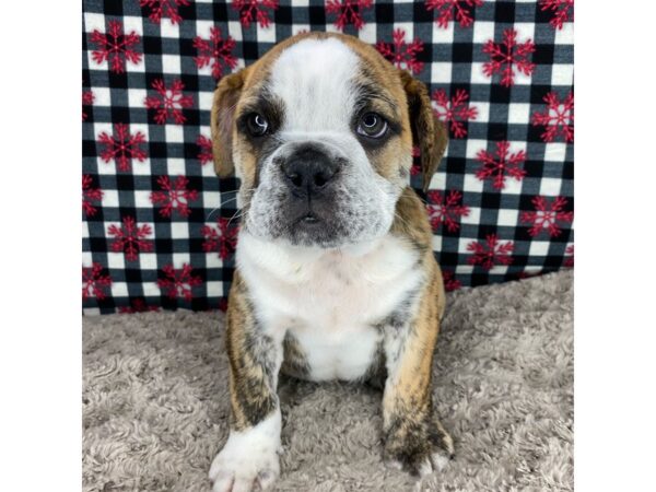 Bulldog DOG Male Red Brindle 9113 Petland Athens, OH