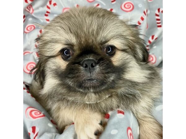 Pekingese-DOG-Female-Fawn Sable-9112-Petland Athens, OH