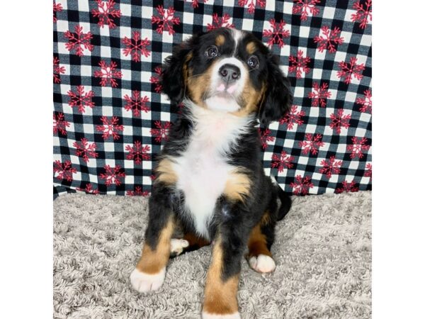 Mini Bernese Mt. Dog DOG Male Tri color 9111 Petland Athens, OH