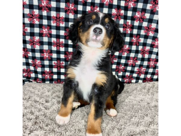 Mini Bernese Mt. Dog-DOG-Male-Tri color-9111-Petland Athens, OH