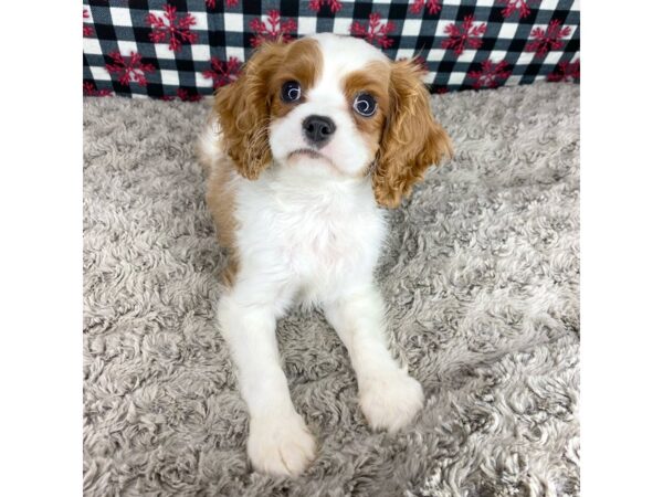 Cavalier King Charles Spaniel-DOG-Male-Blenheim-9108-Petland Athens, OH