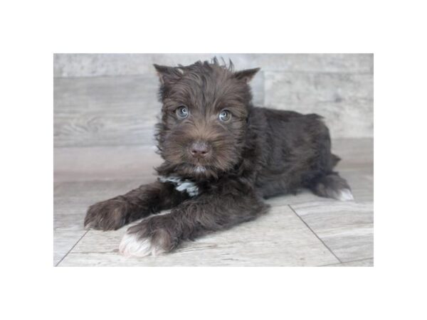 Miniature Schnauzer DOG Male Liver 9124 Petland Athens, OH