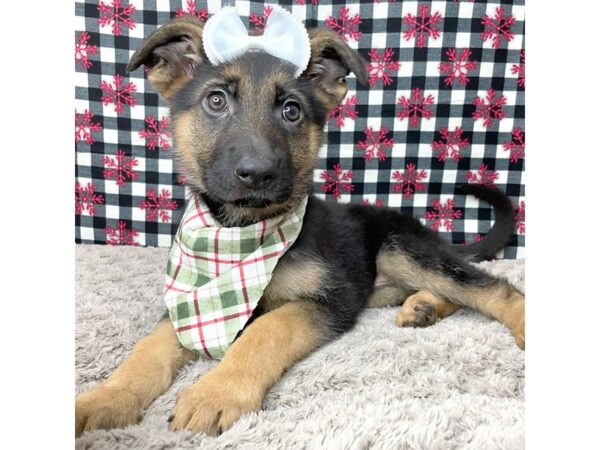 German Shepherd Dog-DOG-Female-Black / Tan-9131-Petland Athens, OH