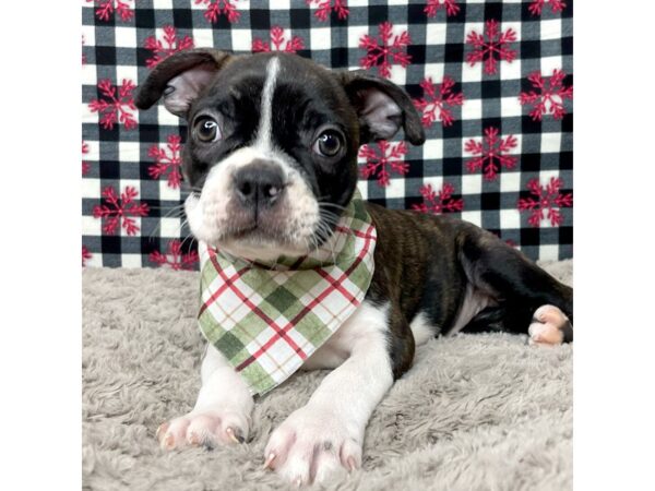 Boston Terrier DOG Female Black / White 9129 Petland Athens, OH