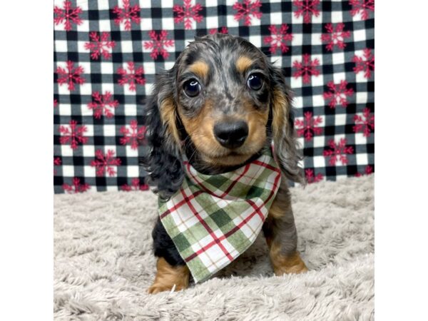 Dachshund DOG Male Black / Tan 9128 Petland Athens, OH