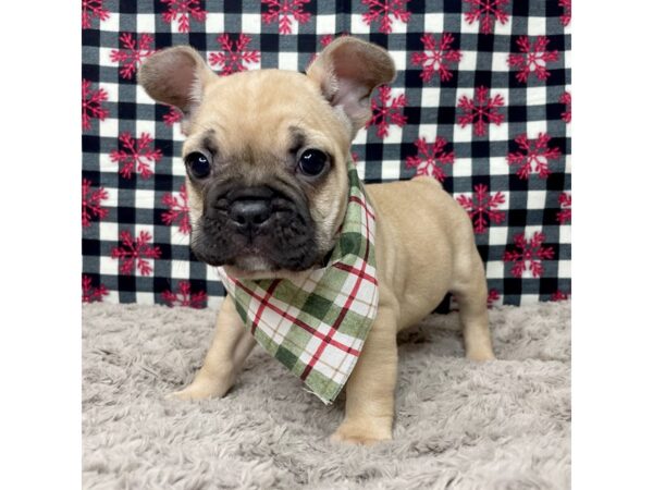 French Bulldog DOG Male Fawn 9127 Petland Athens, OH