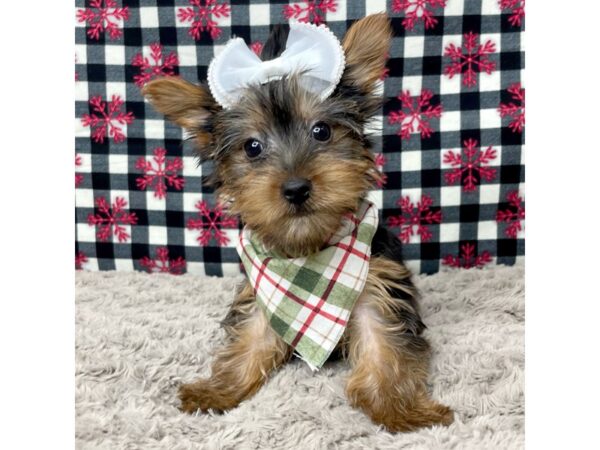 Yorkshire Terrier DOG Female Black / Tan 9126 Petland Athens, OH