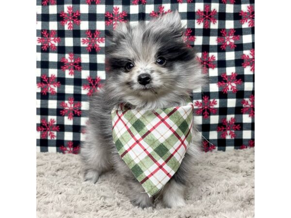 Pomeranian-DOG-Male-Blue Merle-9125-Petland Athens, OH