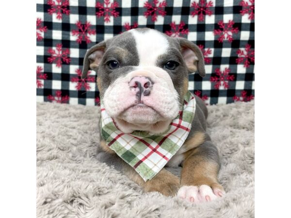 Bulldog DOG Male Blue White / Tan 9121 Petland Athens, OH