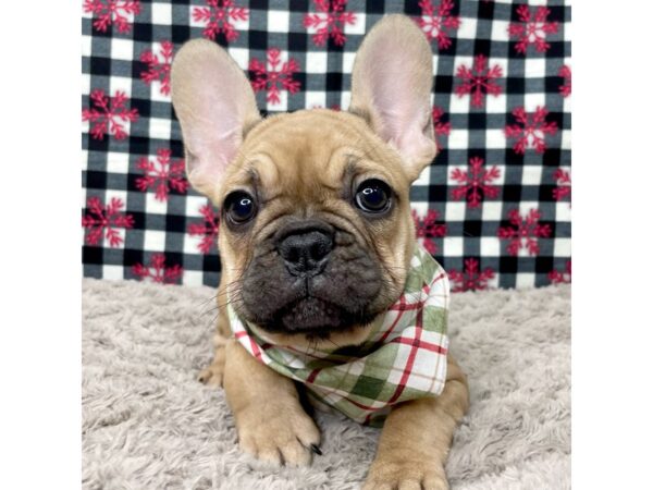 French Bulldog-Dog-Female-Fawn-9122-Petland Athens, OH