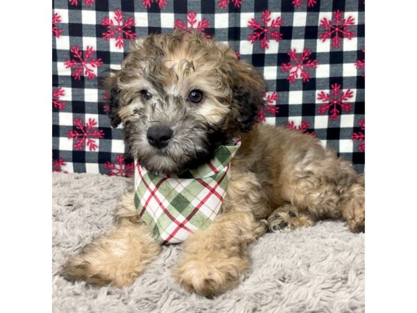 Whoodle-DOG-Male-Wheaten-9120-Petland Athens, OH