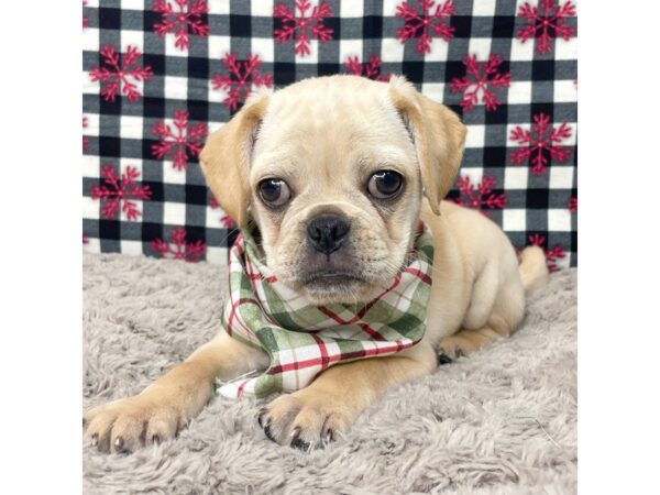 Puggle DOG Female Cream 9119 Petland Athens, OH