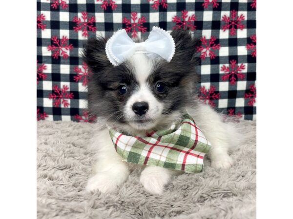 Pomeranian DOG Female Sable 9118 Petland Athens, OH