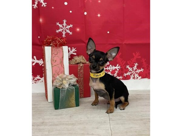 Chihuahua DOG Female Black / Tan 9137 Petland Athens, OH