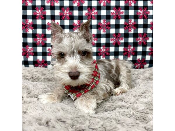 Mini Schnauzer DOG Male Liver Merle 9139 Petland Athens, OH