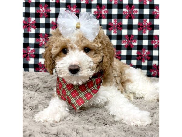 Poodle Dog Female Red / White 9138 Petland Athens, OH