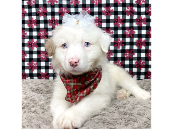 Australian Shepherd-DOG-Female-White-9136-Petland Athens, OH