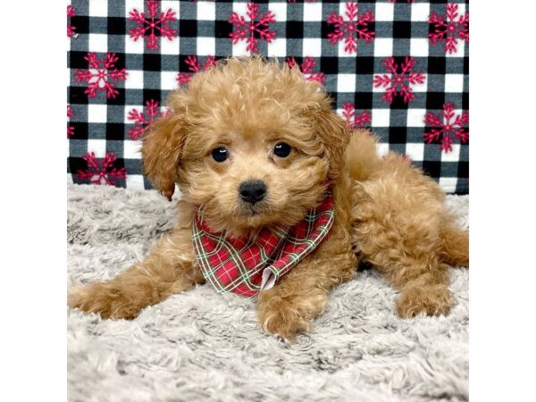 F1B2 Mini Goldendoodle DOG Male Red 9134 Petland Athens, OH