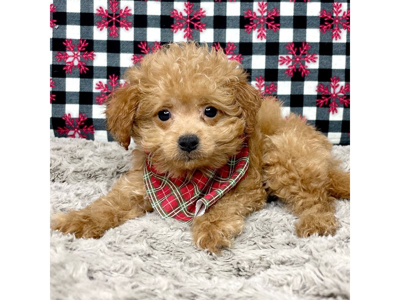 F1B2 Mini GoldendoodleDOGMaleRed3921016Petland Athens, OH