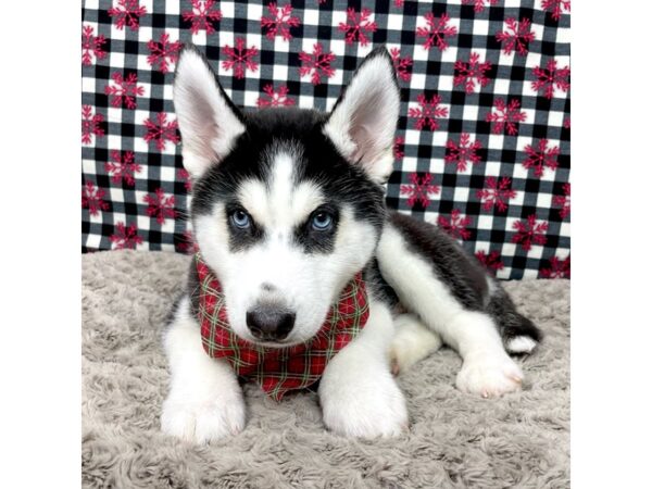 Siberian Husky-DOG-Male-Black / White-9133-Petland Athens, OH