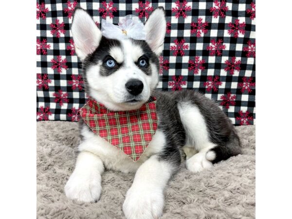 Siberian Husky DOG Female Black / White 9132 Petland Athens, OH