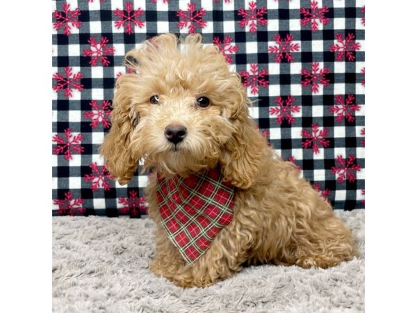 Poodle DOG Male Red 9083 Petland Athens, OH