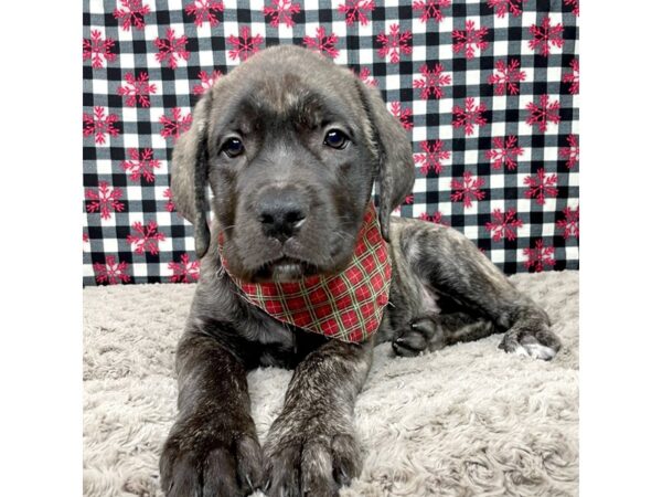 English Mastiff DOG Female 9091 Petland Athens, OH