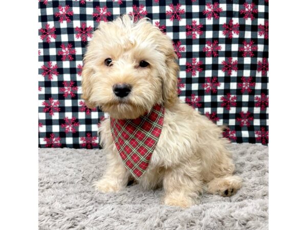 Cavapoo-DOG-Male-Apricot-9096-Petland Athens, OH