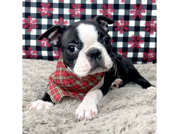 Boston Terrier-DOG-Female-Black / White-8675310-Petland Athens, OH