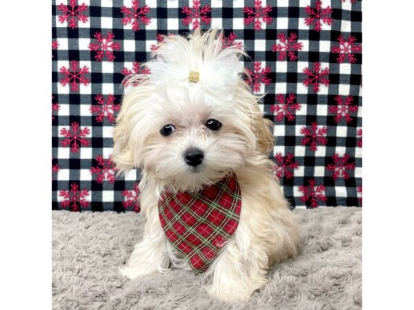 Maltipoo-DOG-Female-Buff / White-9107-Petland Athens, OH