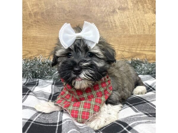 Havanese DOG Male Tri-Colored 9150 Petland Athens, OH