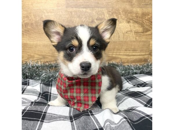 Pembroke Welsh Corgi-DOG-Male-Tri-Colored-9149-Petland Athens, OH